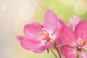 Fototapeta na wymiar red flower Apple tree in blossom closeup background