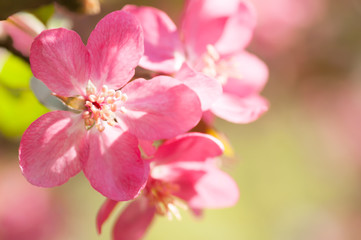 Obraz na płótnie Canvas red flower Apple tree in blossom closeup background
