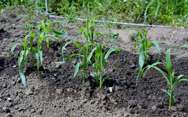 家庭菜園・トウモロコシ植え付け