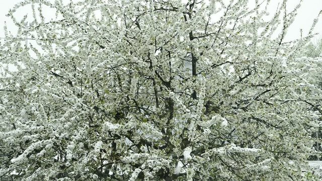 Kirschenbl&uuml;te im Schnee