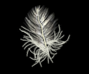 feather small white silhouette isolated on black