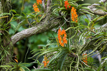 Orange Orchid growing on a tree