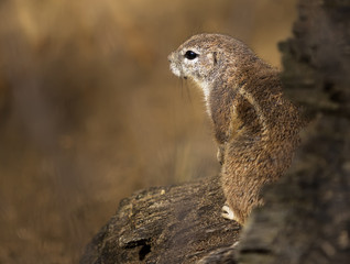 The black-tailed prairie dog from Prague zoo - Cynomys ludovicianus