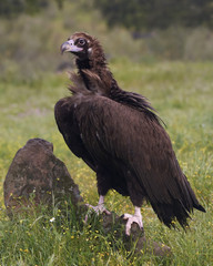 Black vulture (Aegypius monachus)