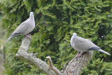 Türkentauben im Frühjahr