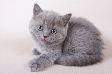 Gray British kitten looking into the camera