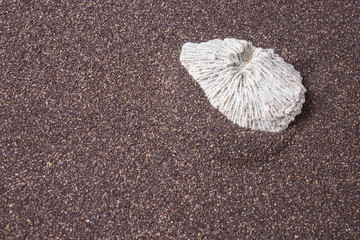 Seashell on dark sand, Beach background