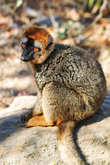 The red-fronted lemur (Eulemur rufifrons), also known as the red-fronted brown lemur or southern red-fronted brown lemur, in Isalo national park, Madagascar