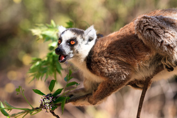 Ring-tailed Lemur (Lemur catta) in Isalo national park in Madagascar