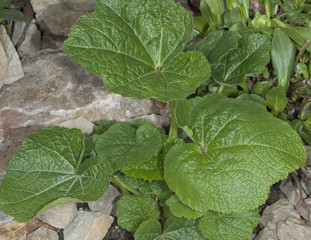 Stockrose; Althaea; rosea; Keimling