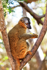 The red-fronted lemur (Eulemur rufifrons), also known as the red-fronted brown lemur or southern red-fronted brown lemur, in Isalo national park, Madagascar