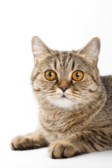Portrait of a tabby cat with big eyes (isolated on white)