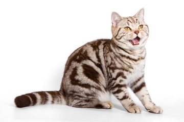 Fototapeta na wymiar Striped red british cat (isolated on white)