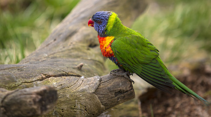 Rainbow Lorikeet