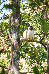 Verreaux's sifaka (Propithecus verreauxi), or the white sifaka, in Isalo national park, Madagascar