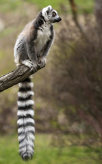 Ring-tailed lemur (Lemur catta) sitting on the tree branch