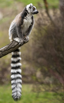Imagens de Katta – Explore Fotografias do Stock, Vetores e Vídeos de ...