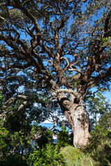 Fototapeta premium Tree on Hahei beach