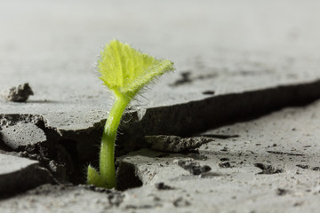 New growing life
