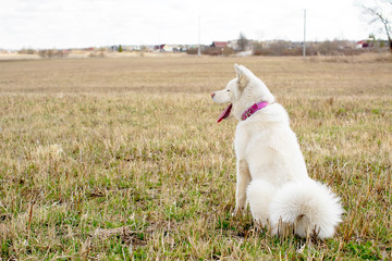Obraz premium Fluffy white dog sitting in a field. looks to the left