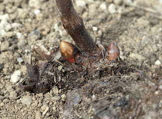 Japanischer, Knoeterich, Fallopia, japonica, Keimling