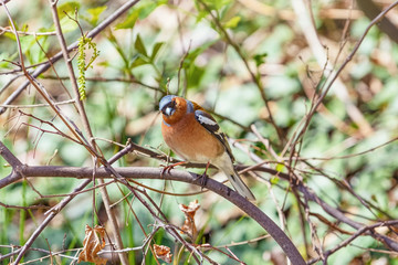 Male Common Chaffinch