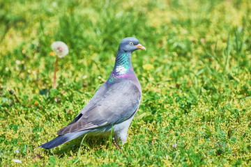 Common Wood Pigeon