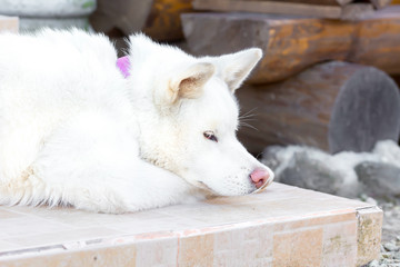 portrait of puppy dog Akita-inu. the color is white. sleep