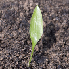 Baerlauch; Allium; ursinum; Keimling, Sproessling