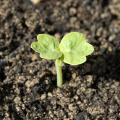 Kapuzinerkresse; Nasturtium; Tropaeolum majus; Keimling, Sproess