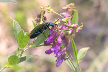 жук на растении