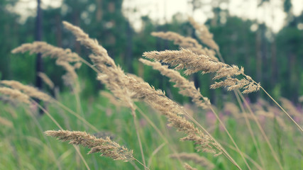 фон с колосьями