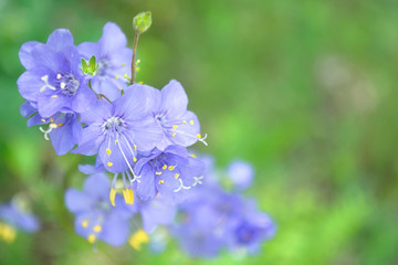 колокольчики