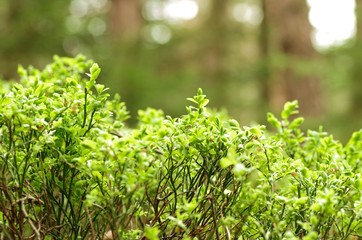 Preiselbeerenpflanzen im Wald