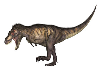 Obraz na płótnie Canvas 3D Illustration Tyrannosaurus on White