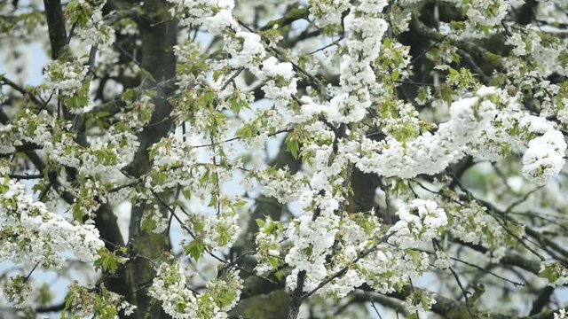 Kirschenbl&uuml;te im Schnee