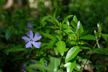 Evergreen periwinkle blooms in spring forest