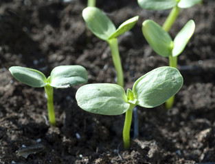 Sonnenblume; Helianthus; annuus; Keimling
