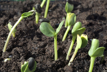 Sonnenblume; Helianthus; annuus; Keimling