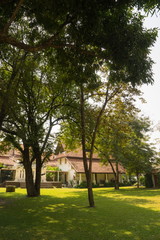 Green park with trees at sunset light.