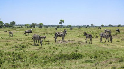 Fototapeta na wymiar zebra in Masai Mara National Park.