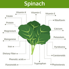 spinach nutrient of facts and health benefits, info graphic vector