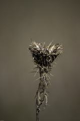 isolated thistle 