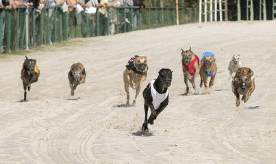 course de l&eacute;vriers 