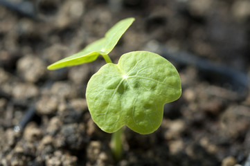 Kapuzinerkresse; Nasturtium; Tropaeolum majus; Keimling, Sproess