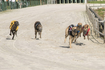 course de l&eacute;vriers 
