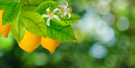 image of lemons on the tree close-up