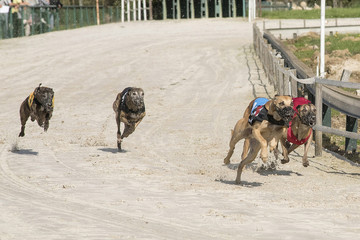 course de l&eacute;vriers 
