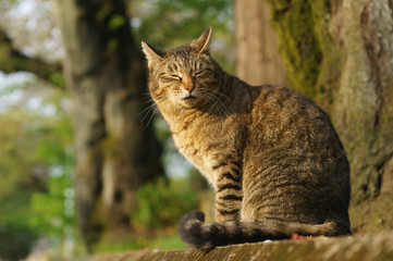 Naklejka premium 猫