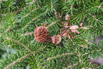 Pine tree needles with cone close up.